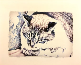 Arty Cat Card and Photograph