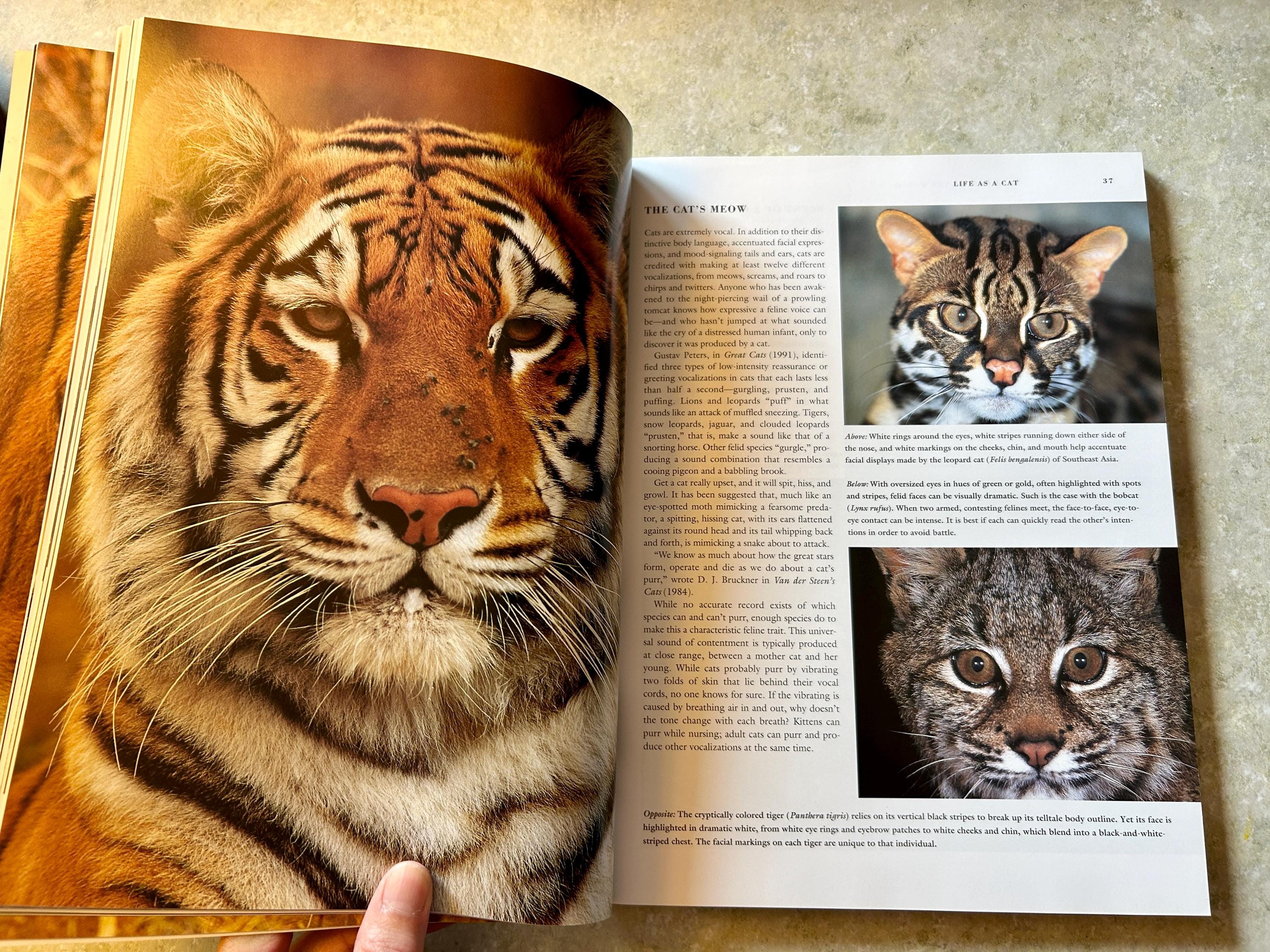 写真集 WILD CATS OF THE WORLD by Art Wolfe Wild Cats of the World - Barbara Sleeper and Art Wolfe