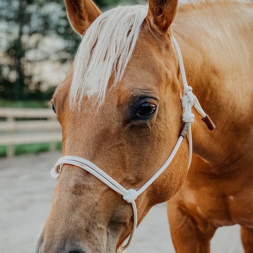 SOFT Rope Halter Groundwork Halter Natural Horsemanship Etsy