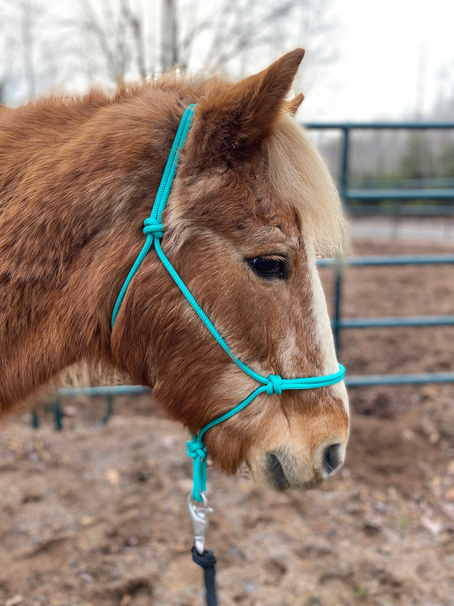 SOFT Rope Halter Groundwork Halter Natural Horsemanship Etsy