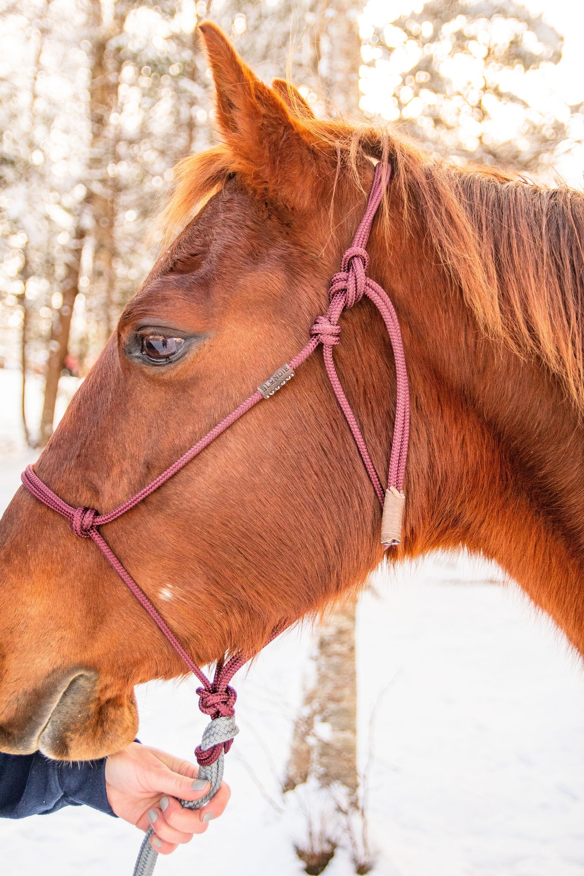 SOFT Rope Halter Groundwork Halter Natural Horsemanship Etsy