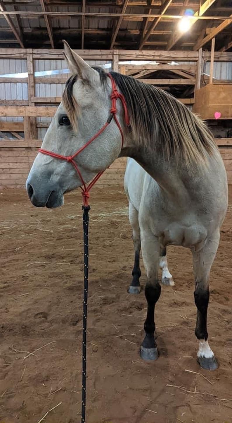 SOFT Rope Halter Groundwork Halter Natural Horsemanship Etsy