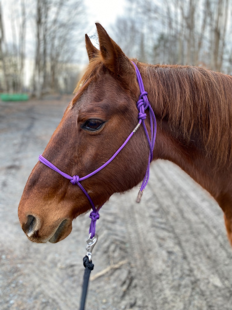 SOFT Rope Halter Groundwork Halter Natural Horsemanship Etsy