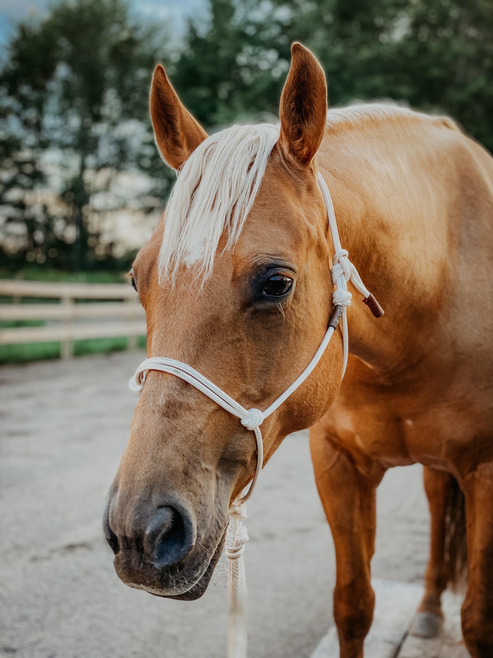 SOFT Rope Halter Groundwork Halter Natural Horsemanship Etsy