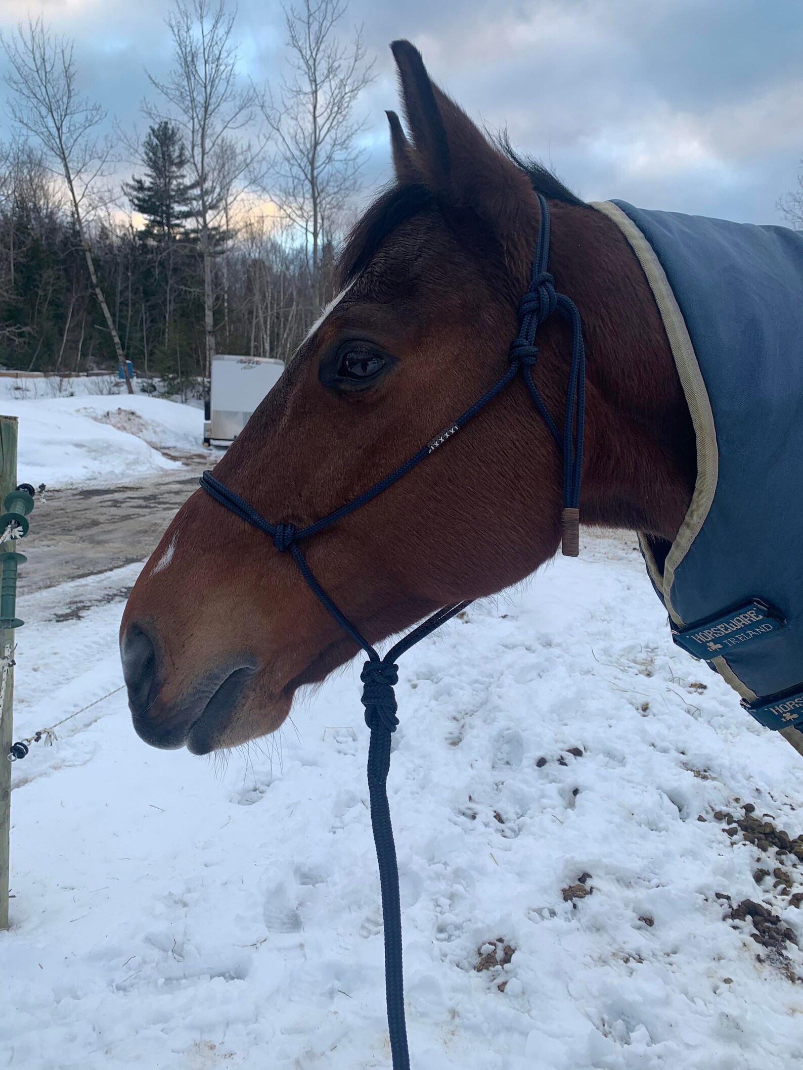 SOFT Rope Halter Groundwork Halter Natural Horsemanship Etsy