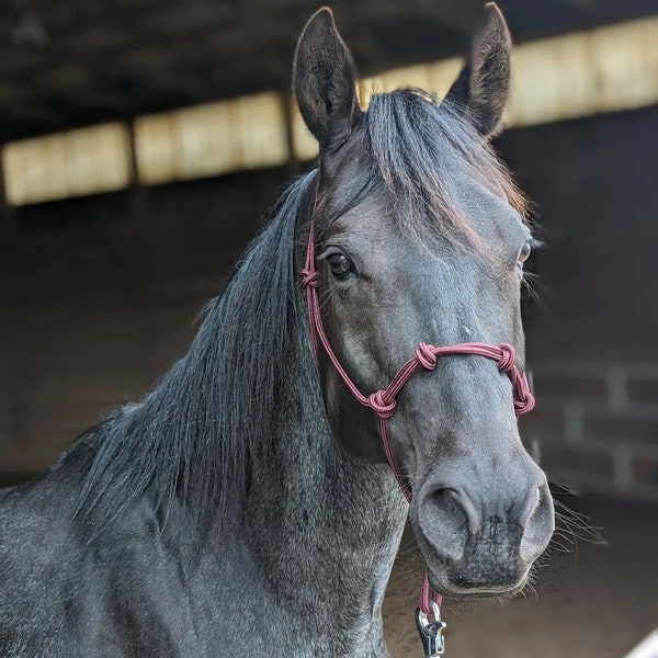 Halter de cuerda de 4 nudos, Halter de suelo, Halter de cuerda, Halter de equitación natural, Halter de caballo, Halter de pony