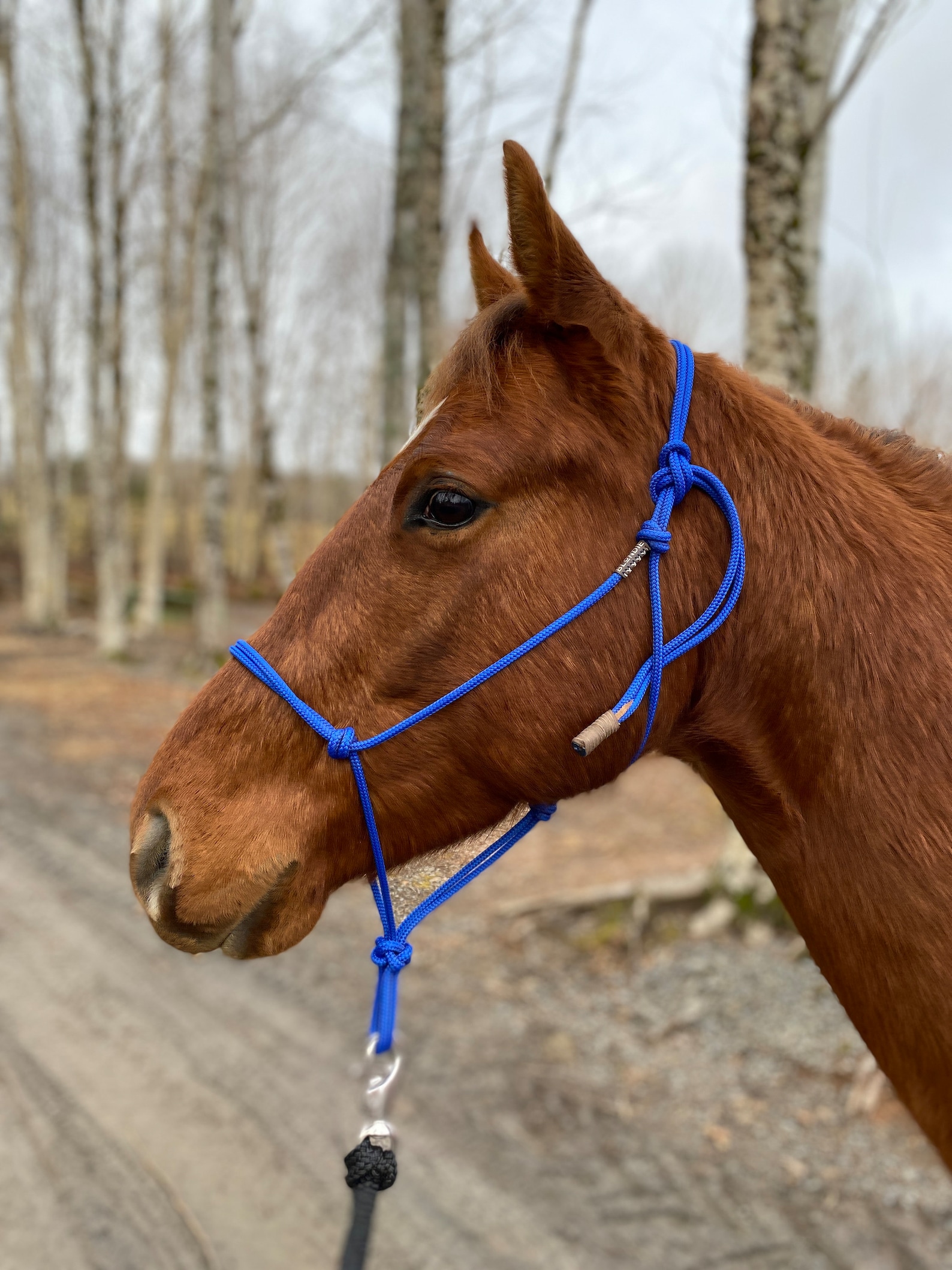 SOFT Rope Halter Groundwork Halter Natural Horsemanship Etsy
