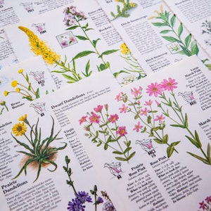 Pagine di libri di illustrazioni botaniche di fiori vintage / Junk Journaling, Collage Ephemera, Art Journaling, Scrapbooking, Paper Craft