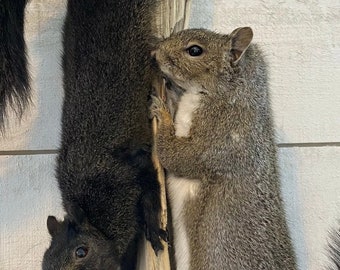 Black squirrel hanging dead mount
