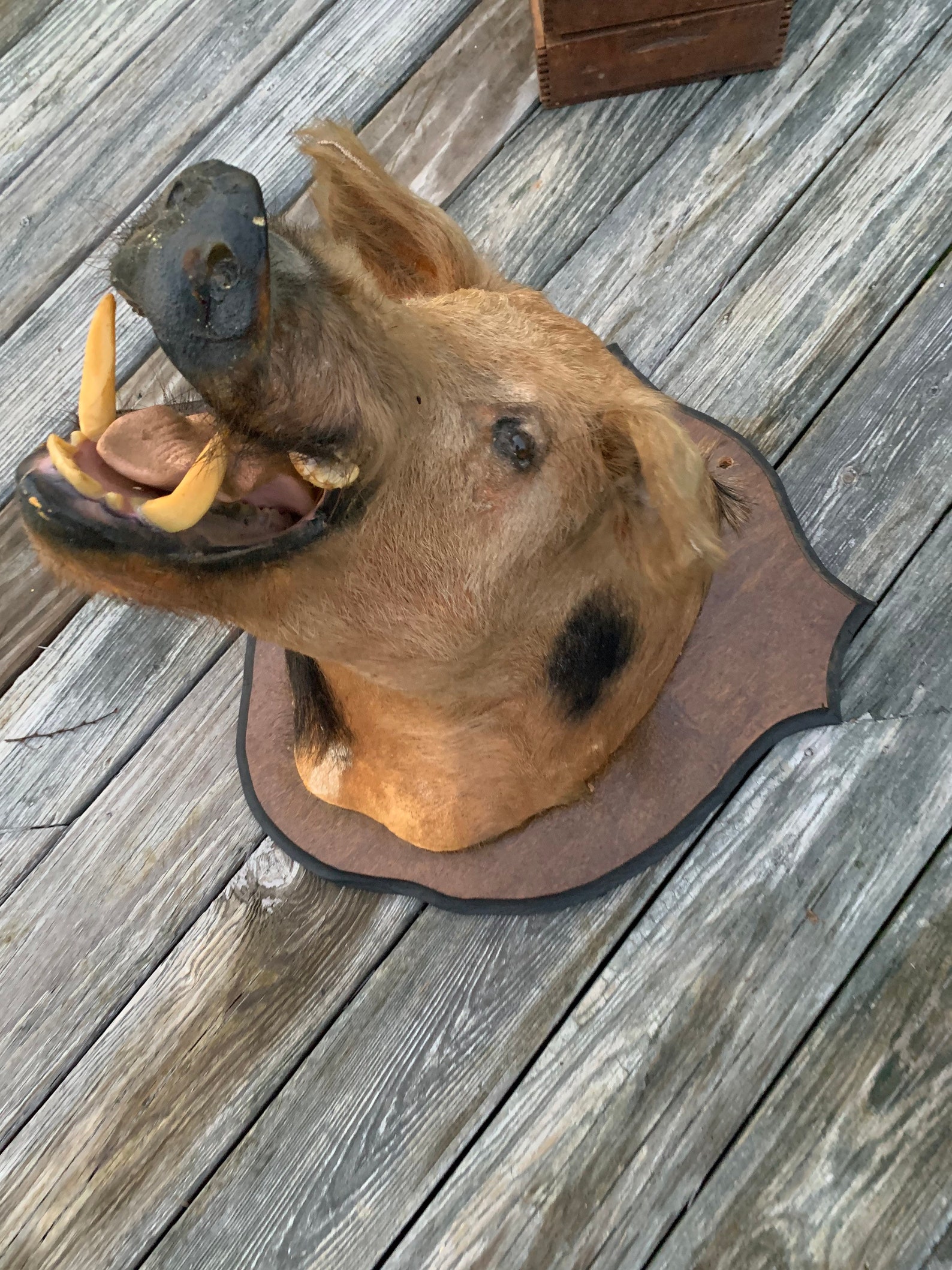Antique mounted Wild Boar Head. Etsy