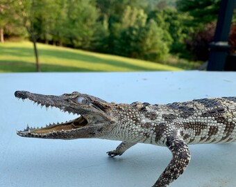 Genuine freshwater crocodile skull animal specimen length 20-30cm gift crafts 