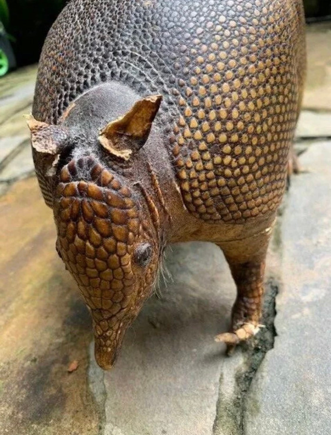 Antique Taxidermy Armadillo. Etsy