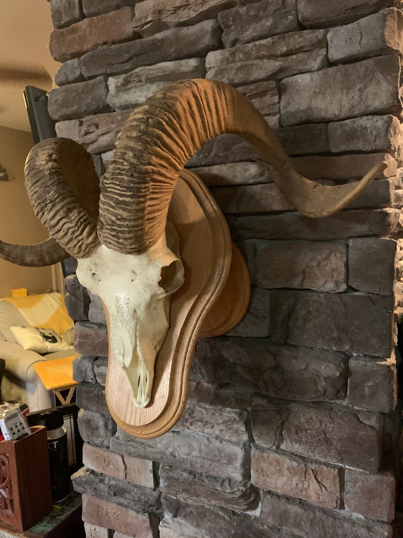 Large European mouflon Ram skull with horns on a wooden mount. Etsy