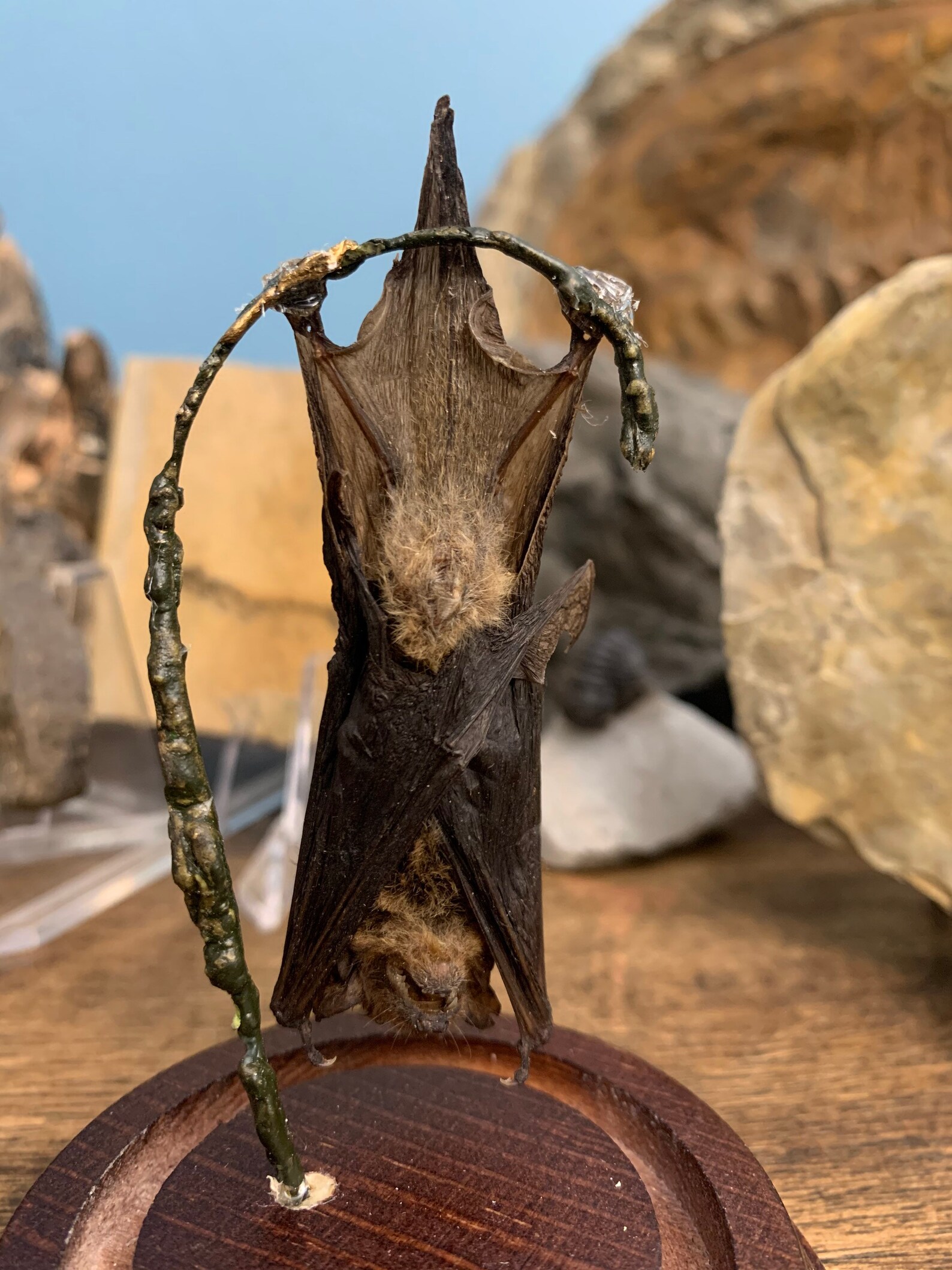 Taxidermy Hanging Fruit Bat in a Glass Jar Display. Etsy