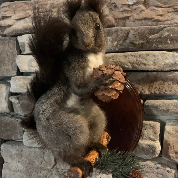 Taxidermy Squirrel Etsy