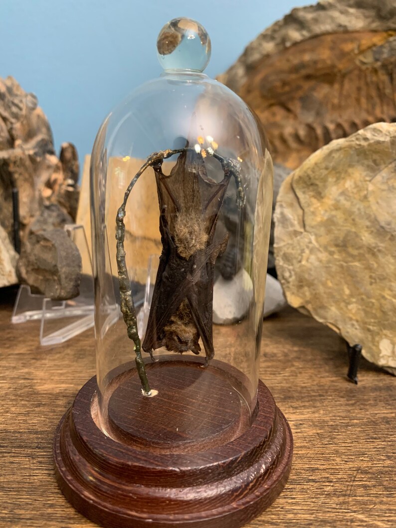 Taxidermy Hanging Fruit Bat in a Glass Jar Display. Etsy