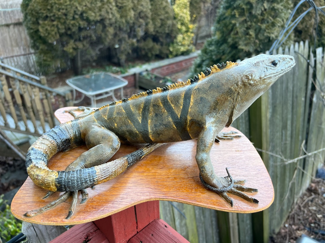 Vintage Taxidermy Rare Spiny Tailed Iguana. Etsy