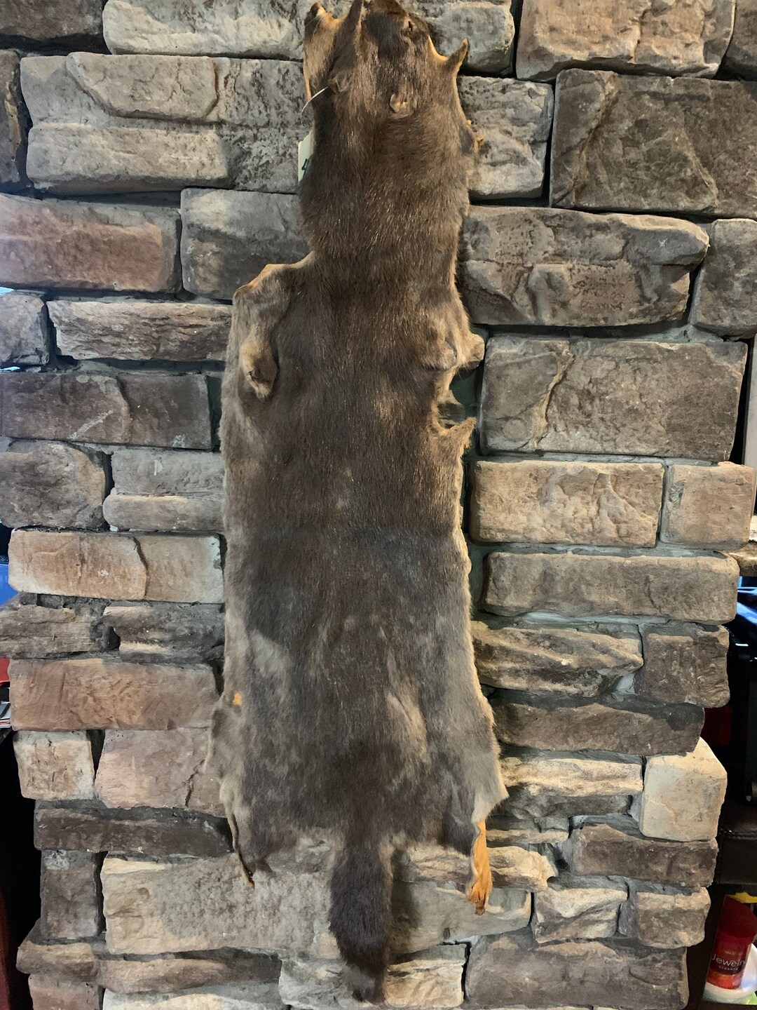 Otter Pelt - Etsy