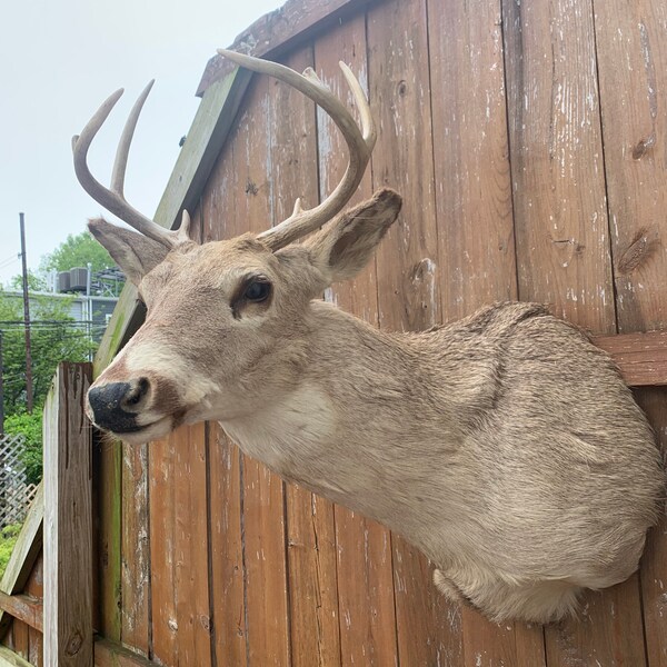 Real Mounted Deer Head Etsy