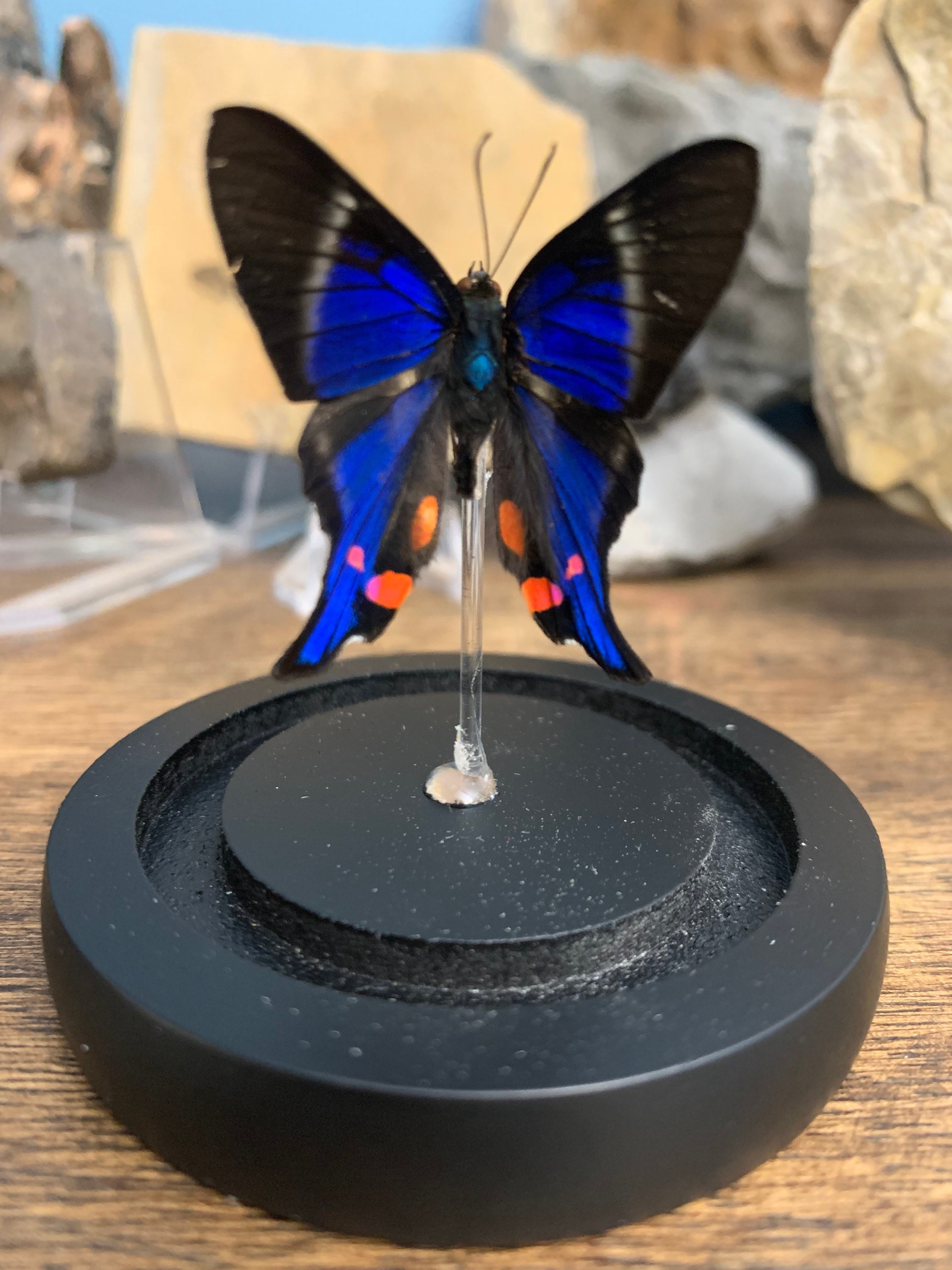 Taxidermy glass dome Butterfly . Etsy