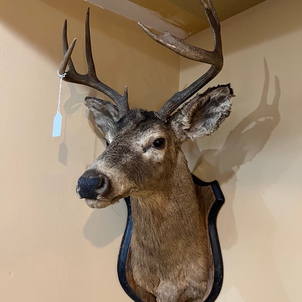 Deer Head Taxidermy Etsy