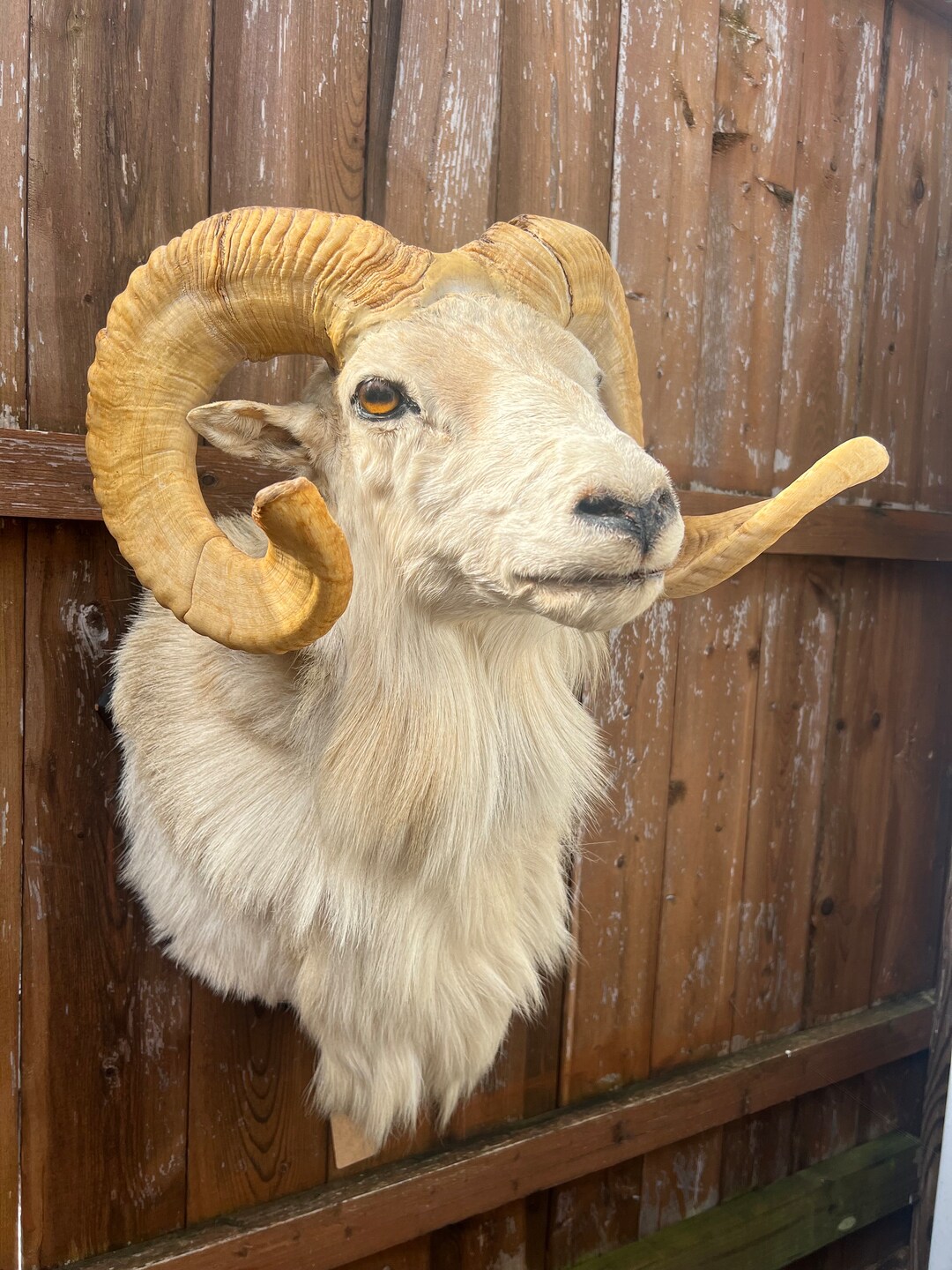 Antique Taxidermy Alaskan Dall Sheep Ram Head Etsy