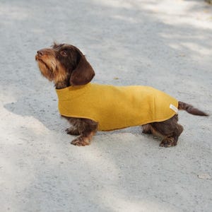 Könnte beinhalten: Ein brauner und tanner Dackel, der einen gelben Fleece-Hundepullover trägt. Der Hund steht auf einem grauen Schotterweg.