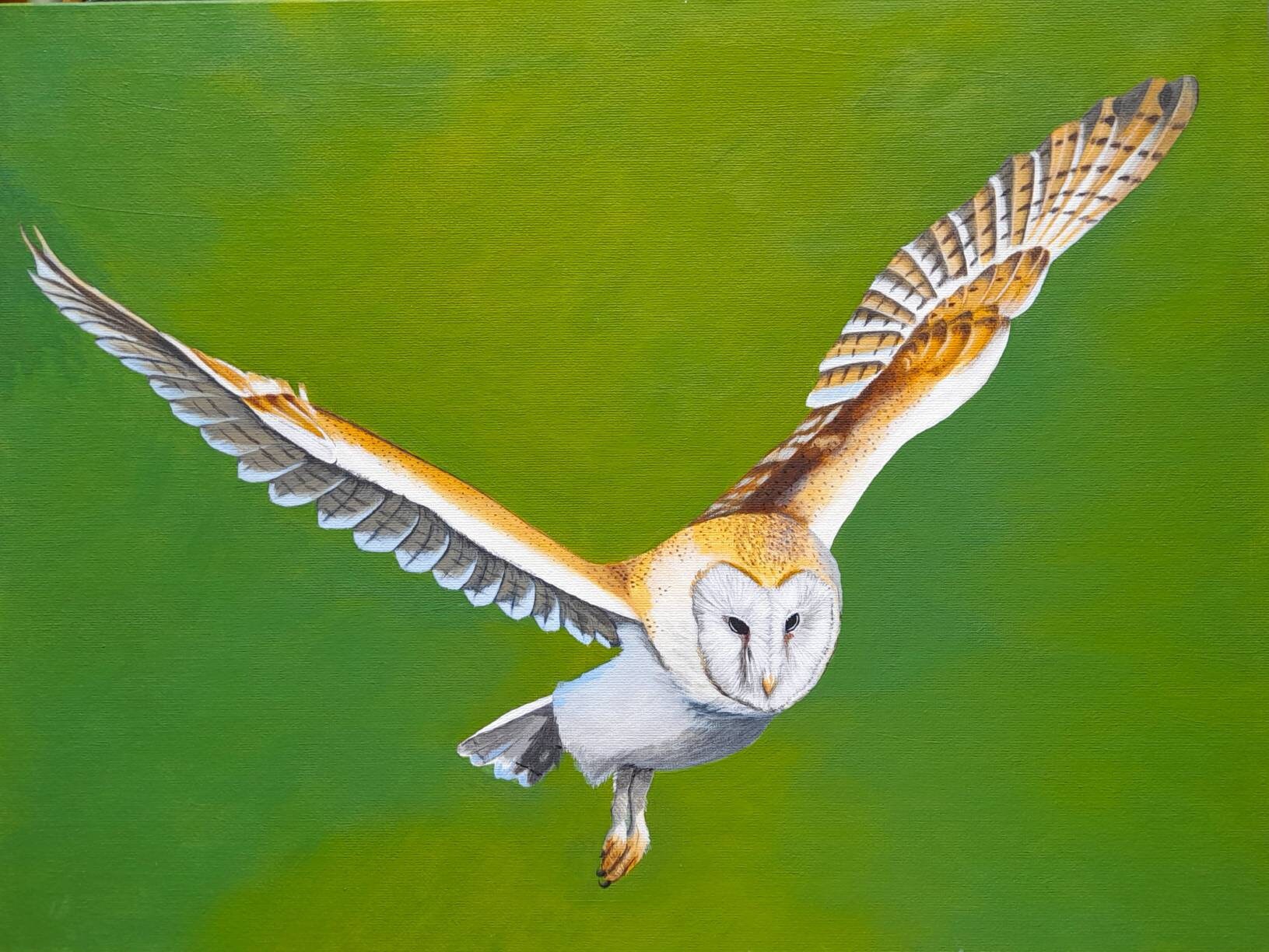 Acrylic painting of a barn owl in flight.