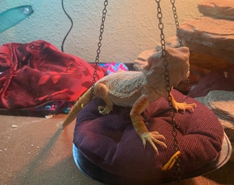bearded dragon onesie