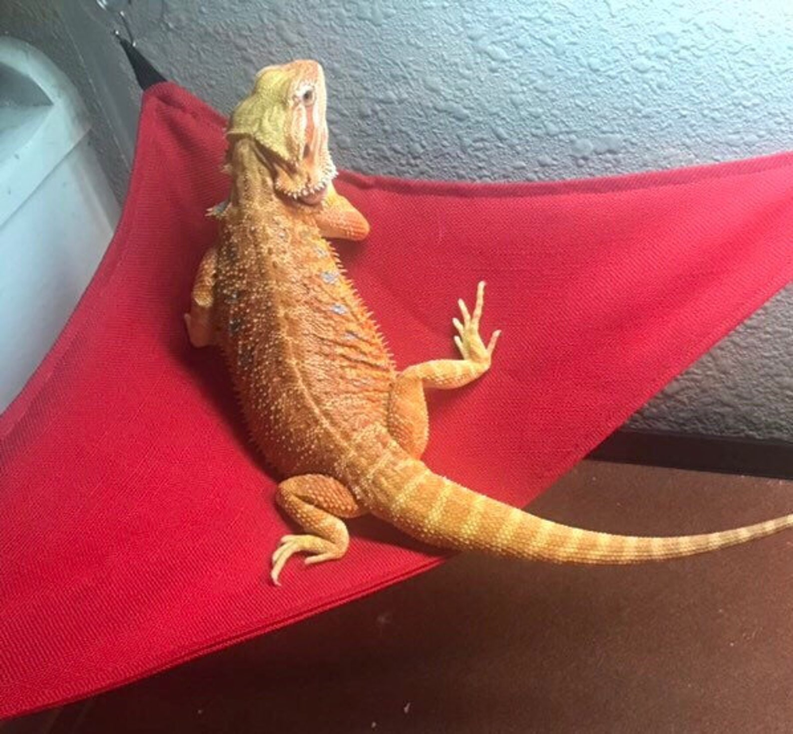 Bearded dragon hammock Etsy