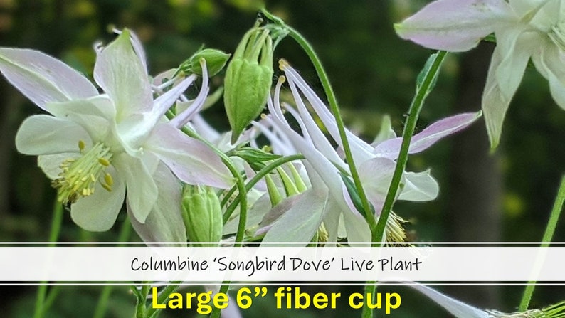 White Aquilegia Columbine Plant 'SONGBIRD DOVE' Live Plant 6 Not ...