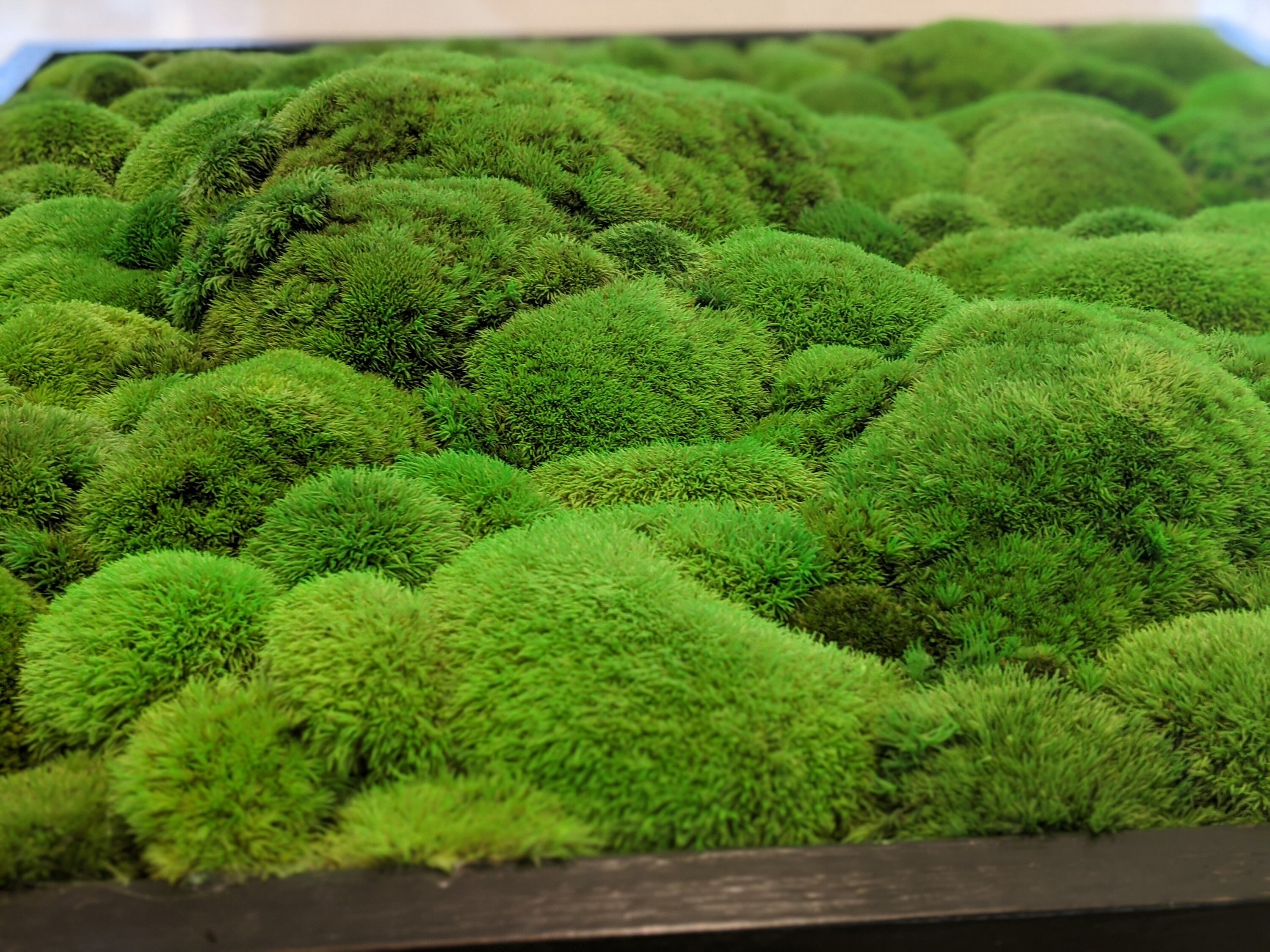 Moss Wall Installation Moss Art Preserved Moss Largest Etsy