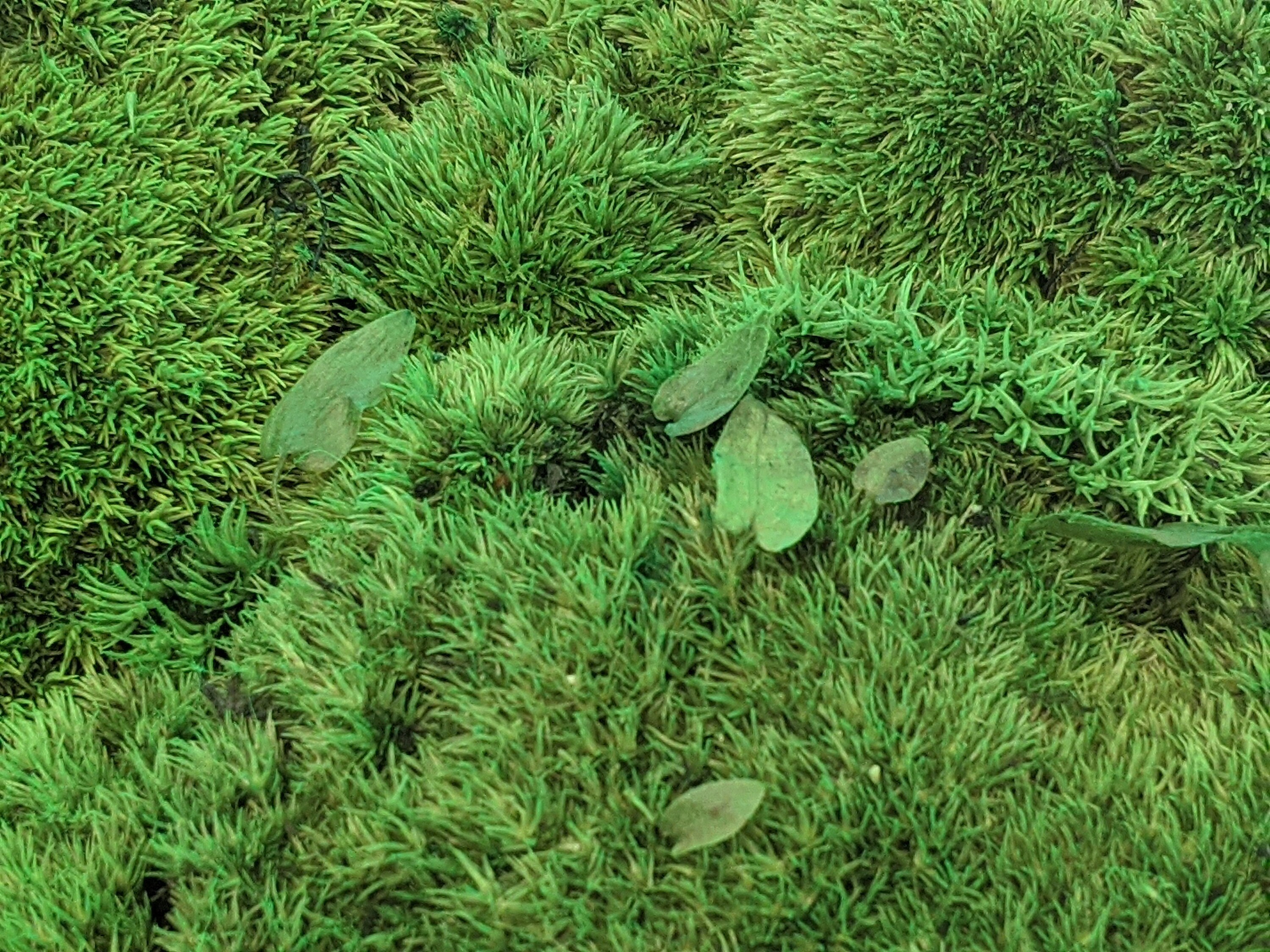 Moss Wall Installation Moss Art Preserved Moss Largest Etsy