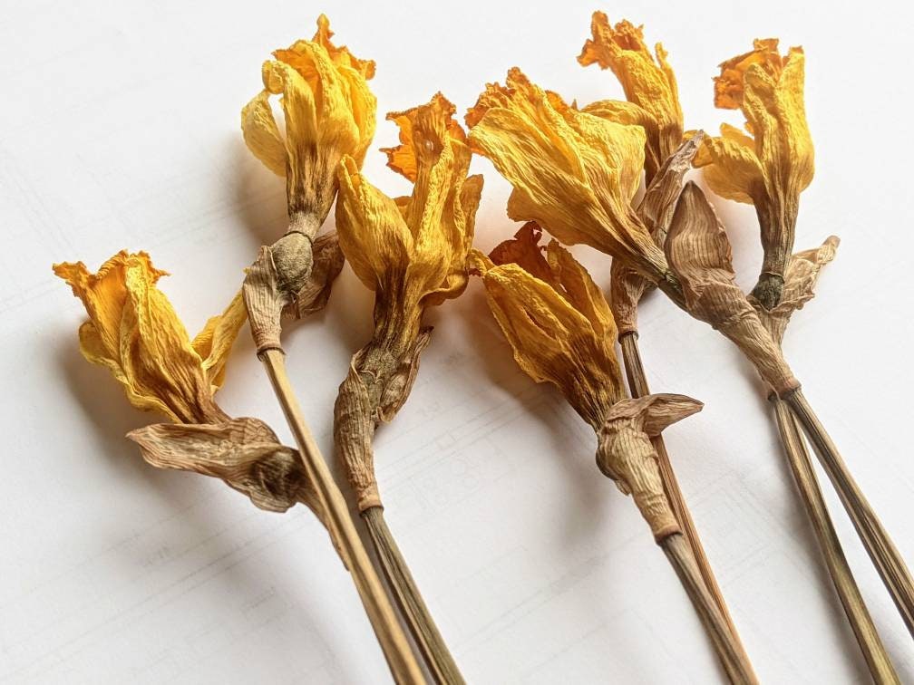 Dried Daffodil flowers | Etsy