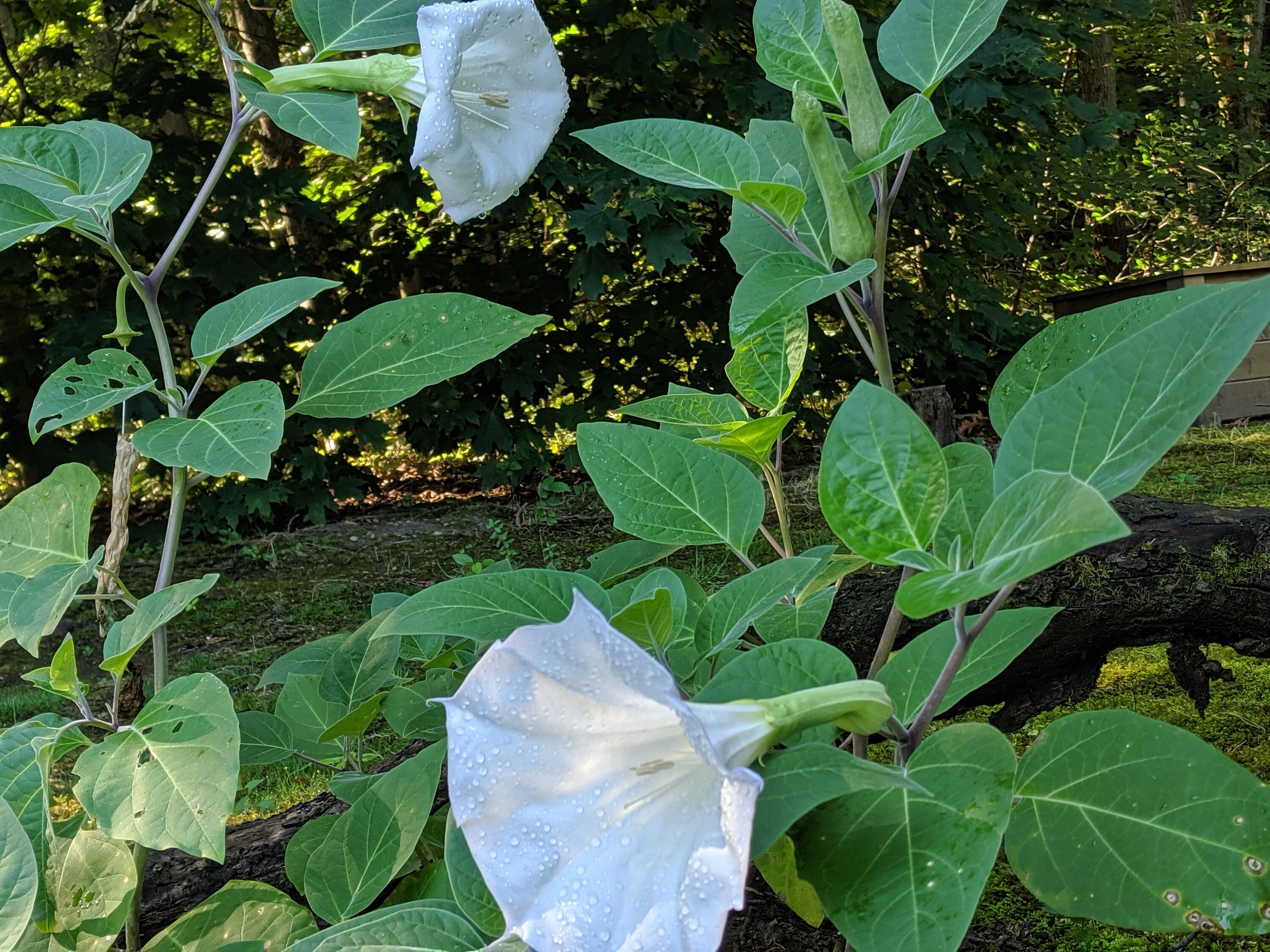 Datura Moonflower BUSH live plant 1pt. Free Shipping. Etsy