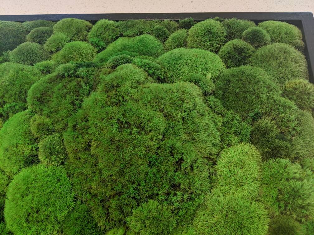 Moss Wall Installation Moss Art Preserved Moss Largest Etsy
