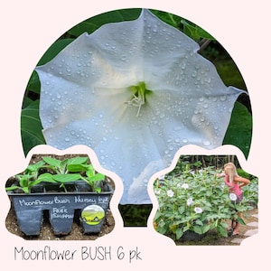 Moonflower BUSH Datura live plant - not Morning Glory -