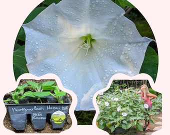 Moonflower BUSH Datura live plant