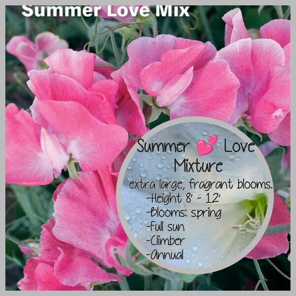 Sweet Pea Summer Love Live Plants - NOT Sweet Pea Seeds