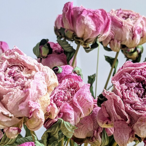 Pink Peony dried flowers bouquet flower with stems