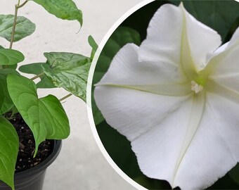 Moonflower Giant White 1-Qrt. Ipomoea Alba live plants Triple the Flower Power