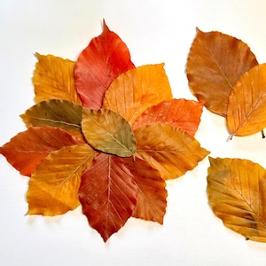Preserved Beech Leaves. Autumnal Colours, Floral & Wedding Decor (x20) MIXED SIZES- 3-8cm