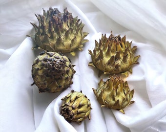 Real Dried Artichoke Flower Heads. Sold in a Family of Five . Flowers for Crafting, Art/Staging Projects