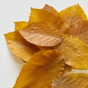 Real Preserved Beech Leaves for Crafts, Stunning Yellow Autumnal Colours, for Floral Displays, Wedding Decor and Home Decor Gifts x15. 4-8cm