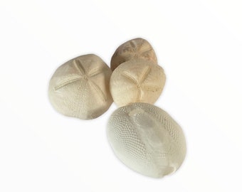 5 Beautiful Small Dapaw Urchin Shells. Ideal For Crafting, Wedding Decor And Event Dressing.