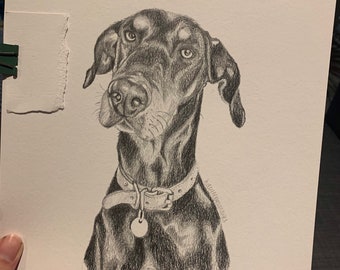 May include: A detailed pencil drawing of a Doberman Pinscher dog. The dog has a black coat with brown markings and is wearing a collar with a tag. The artwork is on white paper.