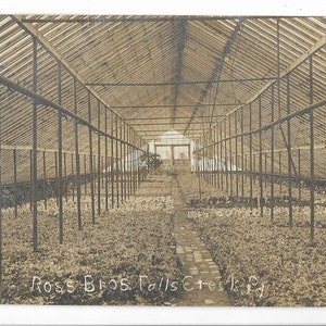 Super Greenhouse View Ross Bros Falls Creek Pa Circa 1908 RPPC Postkarte