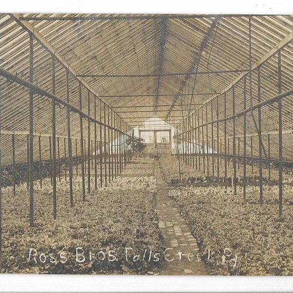 Awesome Greenhouse View Ross Bros Falls Creek Pa Circa 1908 RPPC Postcard