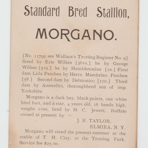 Cartão de propaganda incomum do serviço de haras de 1800, garanhão Morgano de raça padrão, de propriedade de J.R. Taylor, Elmira, NY