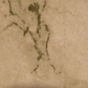 May include: A close-up of a light brown surface with a dark brown, abstract, tree-like pattern.